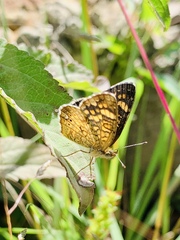 Phyciodes graphica graphica
