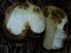 Leucogaster rubescens