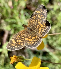 Phyciodes graphica graphica