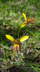 Diuris pardina