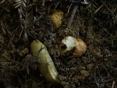 Leucogaster rubescens