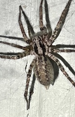Ageleninae