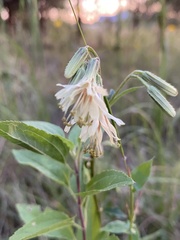 Nabalus serpentarius