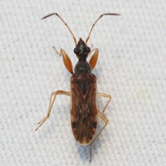 Rhyparochromidae