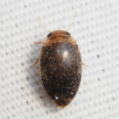 Laccophilus proximus