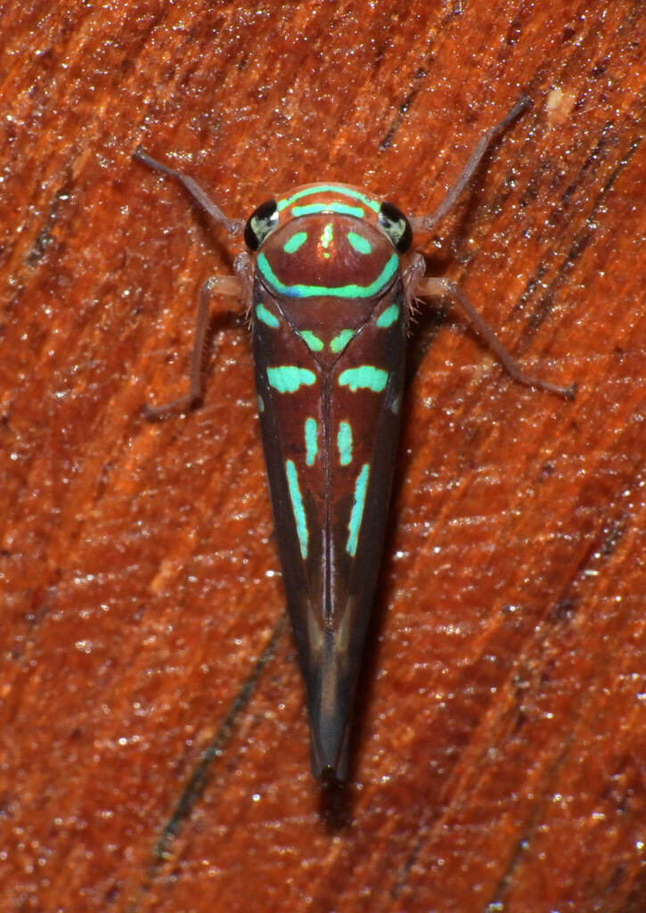 Calliscarta decora