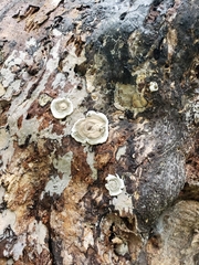 Kretzschmaria deusta