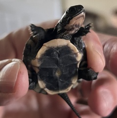 Emydoidea blandingii