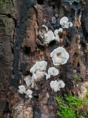 Kretzschmaria deusta