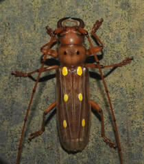 Coccoderus