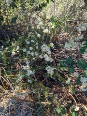 Eriogonum fasciculatum