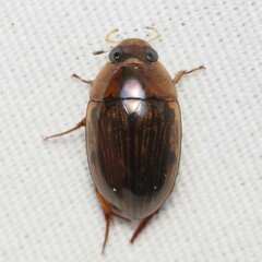 Tropisternus collaris