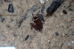 Platynectes dissimilis