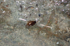 Enochrus