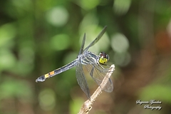 Agrionoptera sexlineata