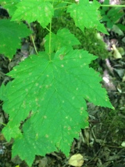 Acer glabrum douglasii