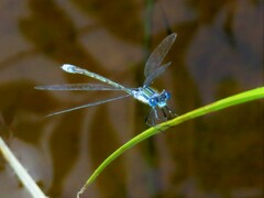Lestes disjunctus