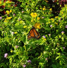 Danaus plexippus