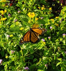 Danaus plexippus