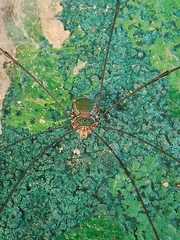 Sclerosomatidae
