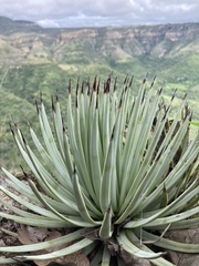 Agave rzedowskiana