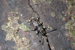 Eucorynus crassicornis
