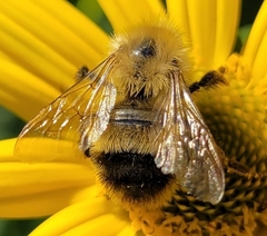 Bombus perplexus