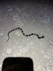 Rhinocheilus antonii