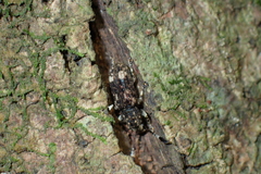 Eucorynus crassicornis