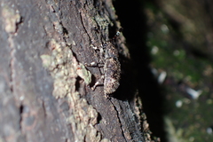 Eucorynus crassicornis