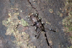 Eucorynus crassicornis