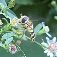 Syrphus knabi