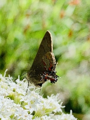 Electrostrymon guzanta