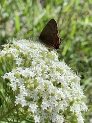 Electrostrymon guzanta