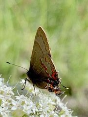 Electrostrymon guzanta