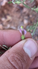 Cordylanthus parviflorus