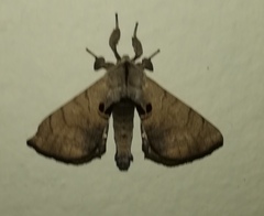 Apatelodes torrefacta