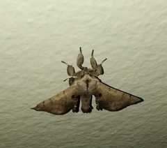 Apatelodes torrefacta