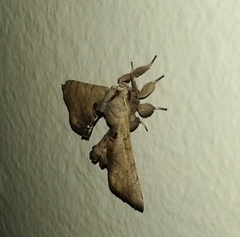 Apatelodes torrefacta