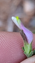 Cordylanthus parviflorus