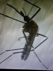Aedes japonicus