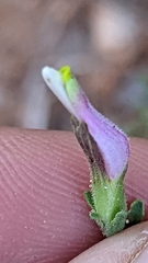 Cordylanthus parviflorus