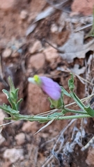 Cordylanthus parviflorus