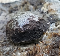 Daldinia childiae