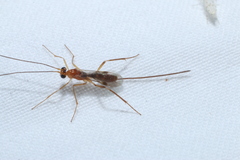 Macrocentrus marginator