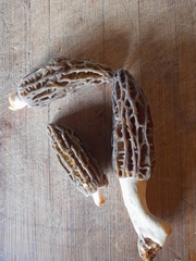 Morchella