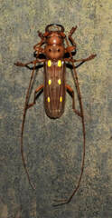 Coccoderus