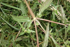 Eclipta prostrata