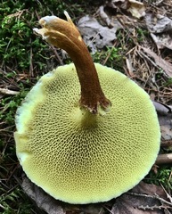 Suillus ampliporus