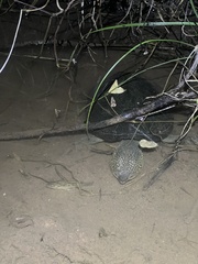 Kinosternon integrum